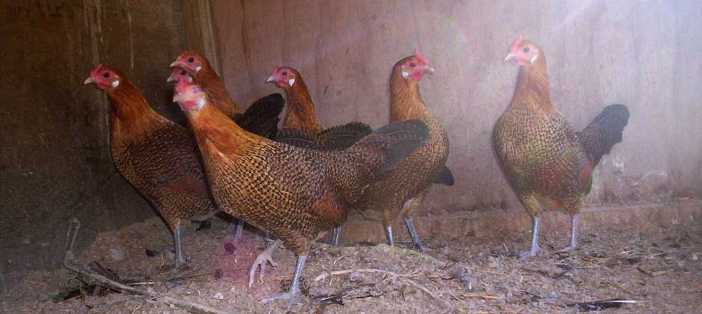 poules2
