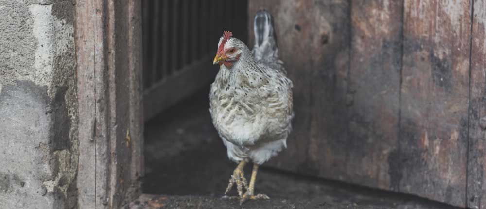 poules3