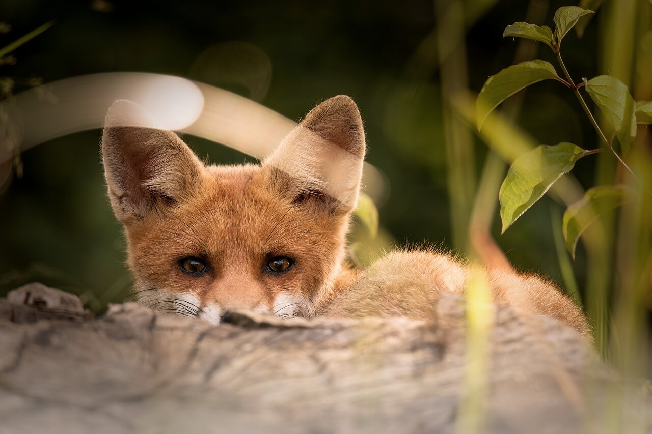 renard predateurpoule