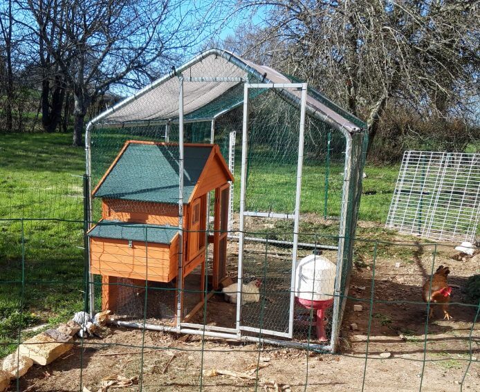 Poule Brahma tout savoir sur cette poule pondeuse