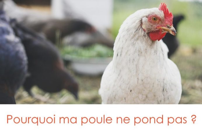 Pourquoi Mes Poules Ne Pondent Pas