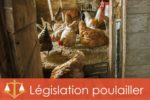 legislation-poulailler