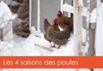4-saisons-poules