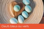 oeufs-bleus-verts