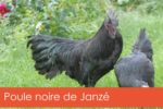 poule-noire-janze