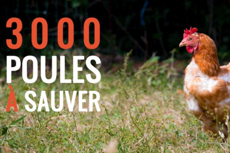 sauver-3000-poules