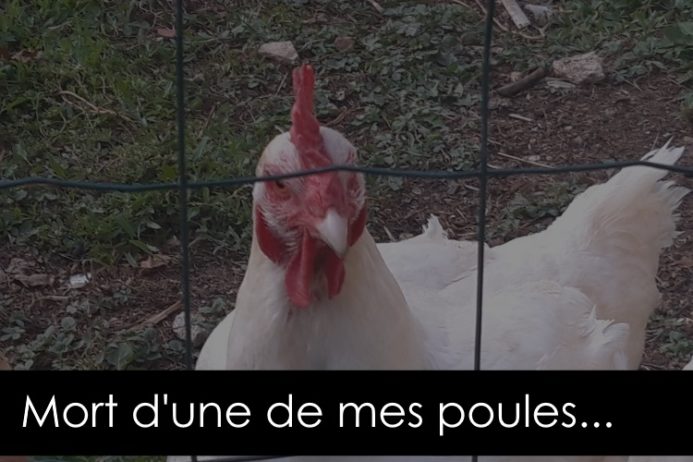 Enterrer une poule en cimetière