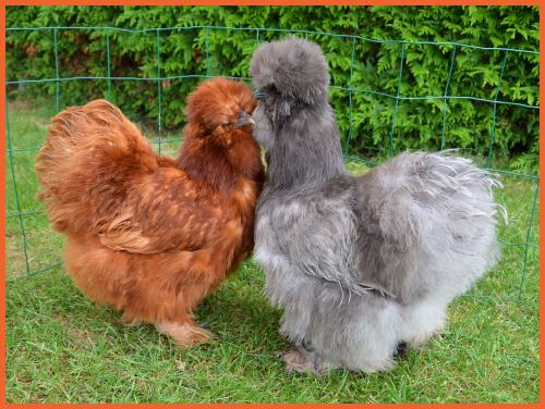 Poule Soie Tout Savoir Sur Cette Petite Poule Au Plumage Original