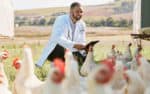 soins-reguliers-pour-les-poules