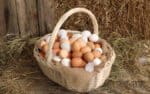 manger-des-oeufs