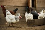 poules-abreuvoir